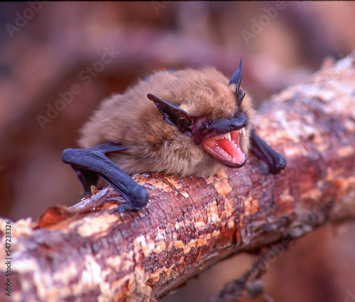 Little Brown Bat.  The little brown bat (sometimes called little brown myotis) (Myotis lucifugus) is a species of the genus Myotis (mouse-eared bats), one of the most common bats of North America. photo