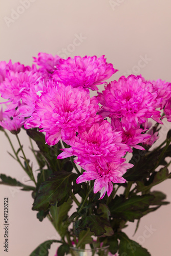 bouquet of pink chrysanthemums. Bright background. Purple Beautiful blooming flowers. copy space. vertical
