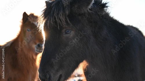 Photo Closeup shot of wild ponies found roaming around in nature in Iceland