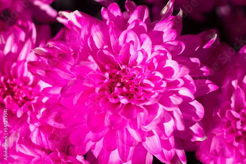 Beautiful blooming pink chrysanthemums as Bright background. copy space. Purple flowers