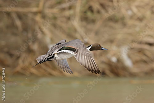 Northern Pintail (Anas acuta), European and American duck. © vinx83