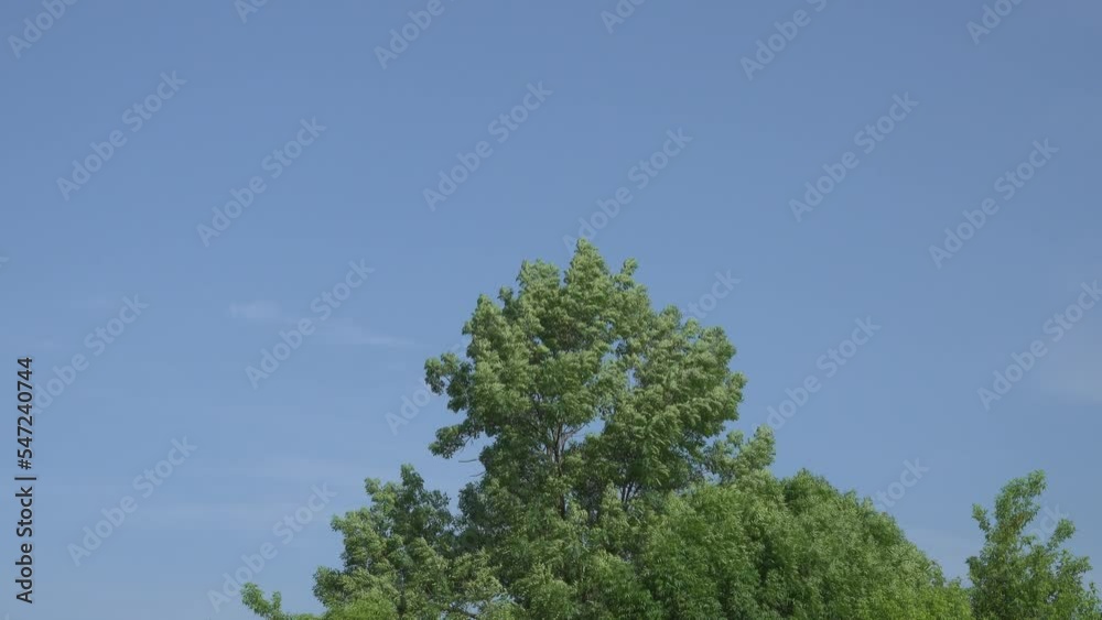 One spring wind stirs the leaves on top of the tree. One spring wind stirs the leaves on top of the tree.