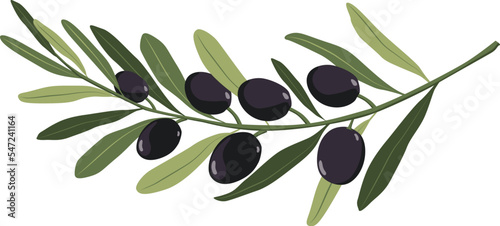 Black Olive vector 