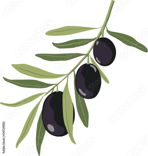 Black Olive vector 