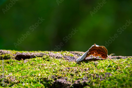 Moss and tree leaf in the forest in Autumn