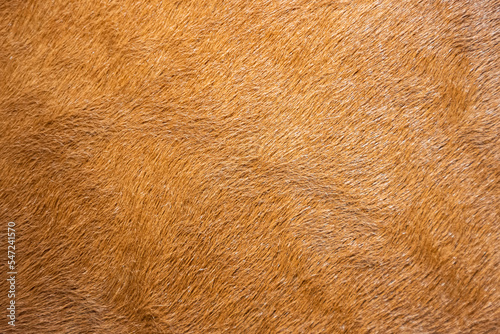 Brown texture of the skin and wool of, horse, cow, sheep. Background for design.