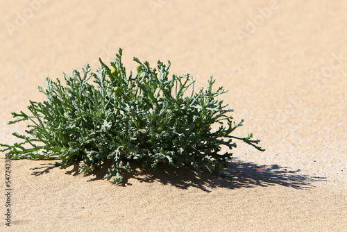 Green plants and flowers grow on the sand on the Mediterranean coast.