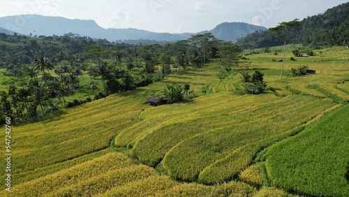 Bali, Indonesia - November 13, 2022: The Bali Terrace Rice Fields © Julius