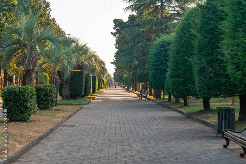 Fototapeta Park with palm trees and other trees on the embankment of Batumi