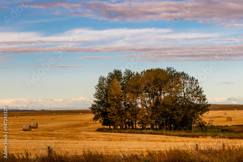 Haybales in fall fields. Wheatland County, Alberta, Canada