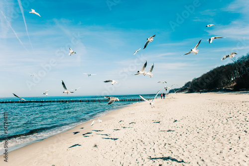 Rybitwy rzeczne na plaży w nadmorskiej miejscowości Rewal w województwie Zachodniopomorskim.  photo