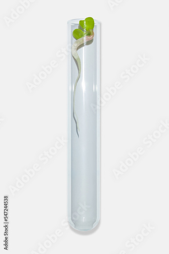 Wallpaper Mural Laboratory glassware with plant sprouts. On a light background. Greens, sprouts, research, bio engineering, study, cultivation. Torontodigital.ca