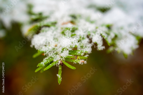 Close up of evergreen foliage covered in snowflakes.