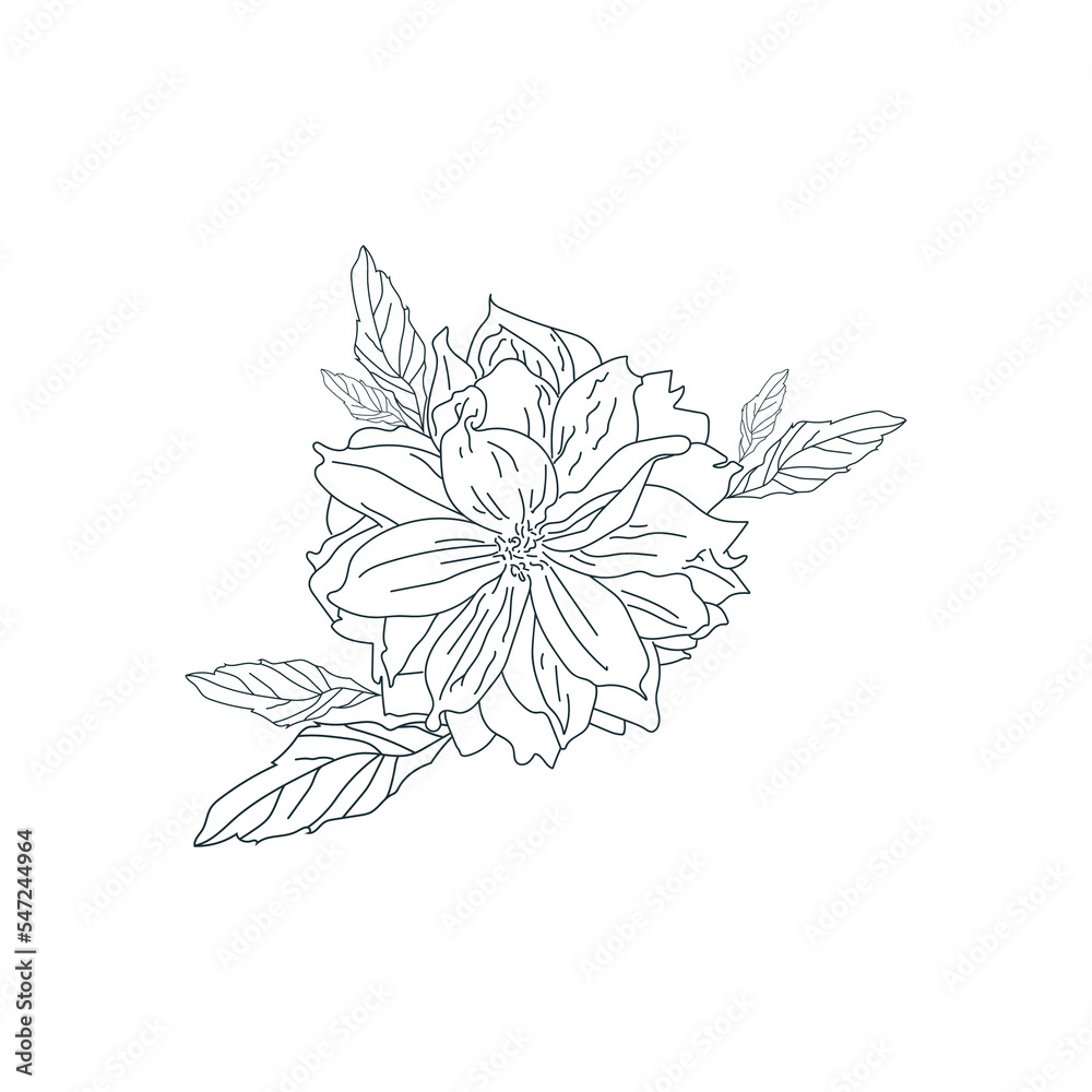 Hand drawn vector flat illustration flower Dahlia pinnata with leaves. Black linear plant on white background. Hand drawn vector flat illustration flower Dahlia pinnata with leaves. Black linear plant on white background.
