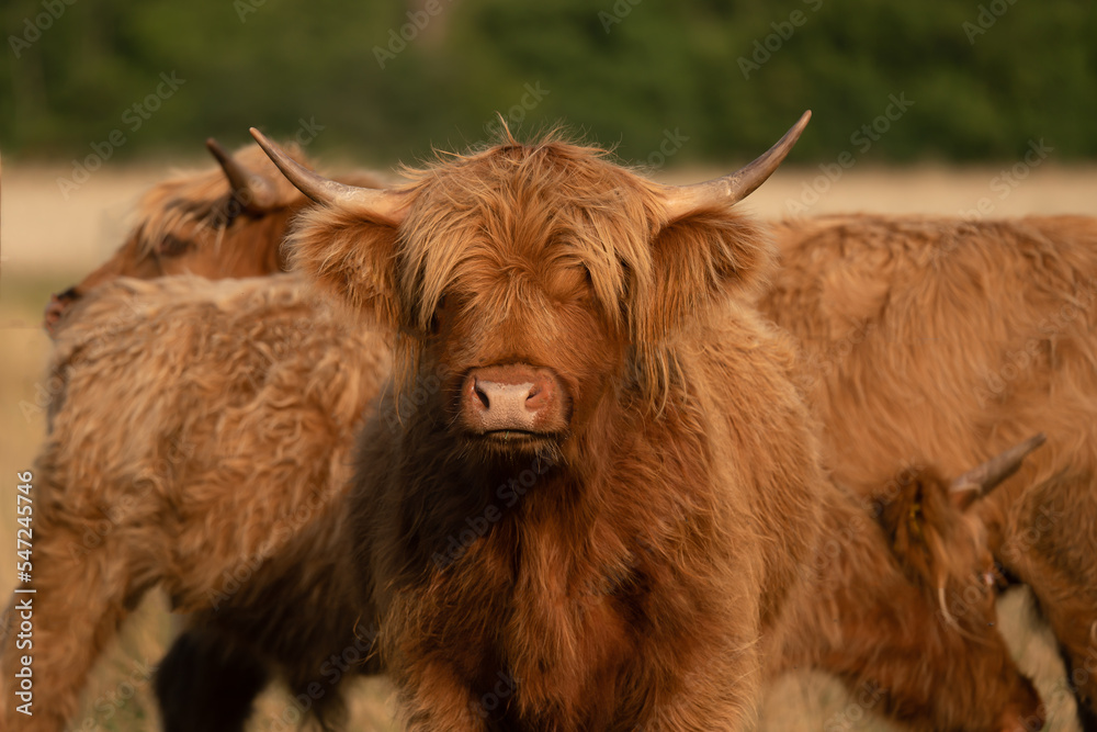 scottish highland cow scottish highland cow