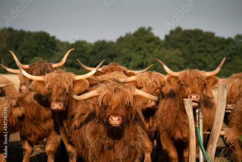 Flock of highland cows in a field