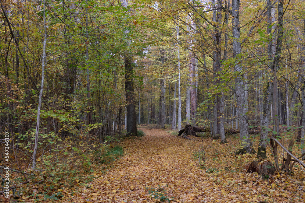 Autumnal midday in deciduous forest stand with old oak trees