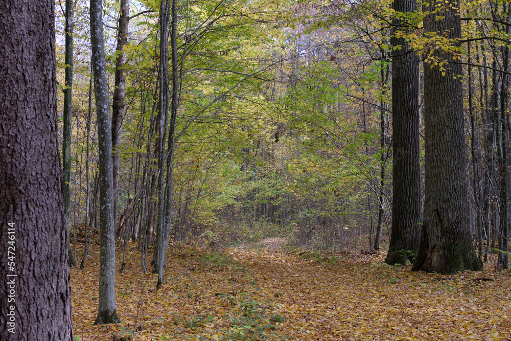 Autumnal midday in deciduous forest stand Autumnal midday in deciduous forest stand
