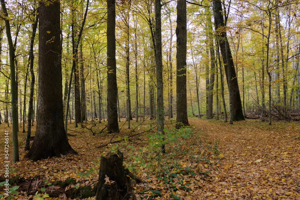 Autumnal midday in deciduous forest stand with old oak trees Autumnal midday in deciduous forest stand with old oak trees