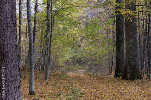 Autumnal midday in deciduous forest stand