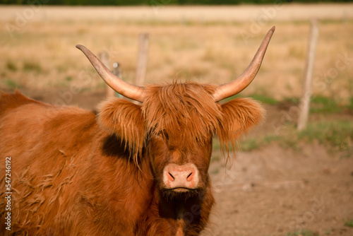 highland cow with horns