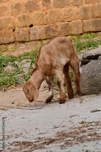 Brown Goat searching for foom on rural stone ground, vertical shot photo