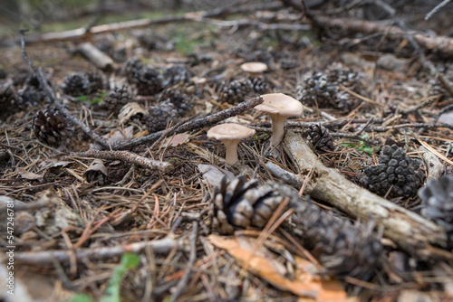 autumn mushroom growing in soil