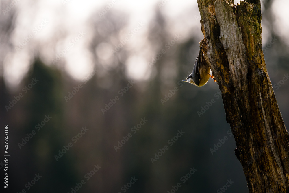 Single Eurasian Nuthatch bird (Sitta europaea) Single Eurasian Nuthatch bird (Sitta europaea)