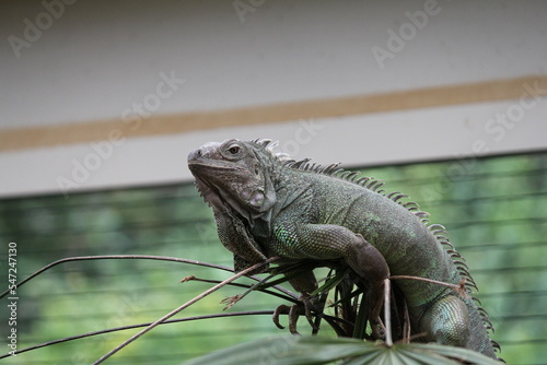 a big dark green iguana sits at a plant in an animal park closeup