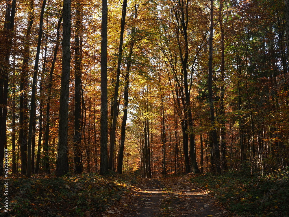 A path through an autumnal forest - North Western Poland A path through an autumnal forest - North Western Poland