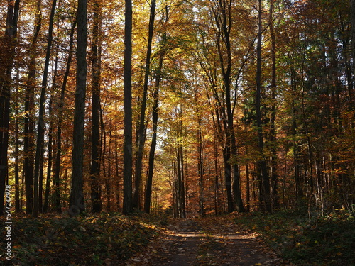 A path through an autumnal forest - North Western Poland