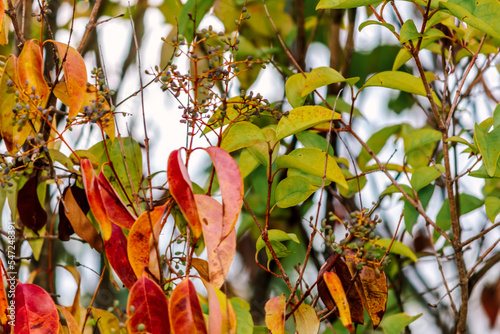 Cratoxylum or Cratoxylon (binomial name) tree in autumn