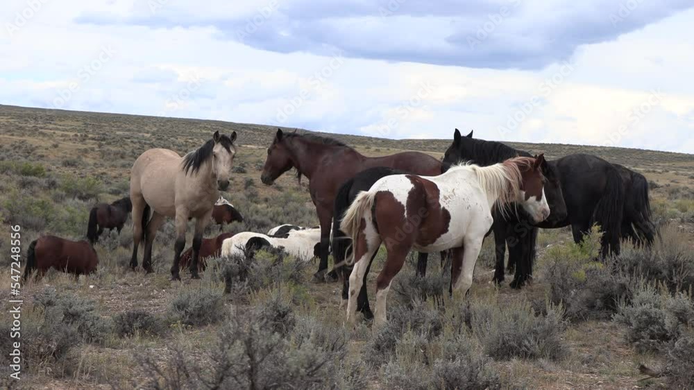 Wild Horses in Autumn in the Wyoming Desert Wild Horses in Autumn in the Wyoming Desert