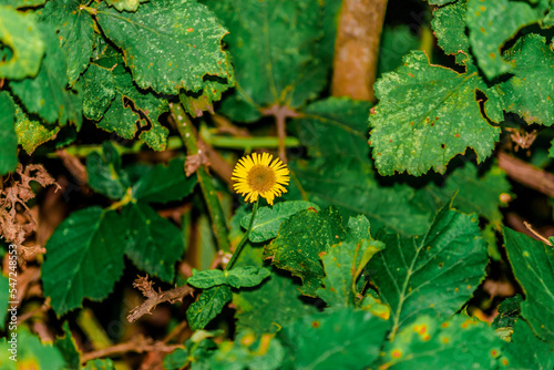 Pulicaria dysentericav (binomial name), the common fleabane or meadow false fleabane