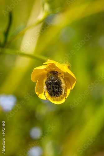 Vertical closeup shot of a Tropinota hirta bug on a yellow flower photo