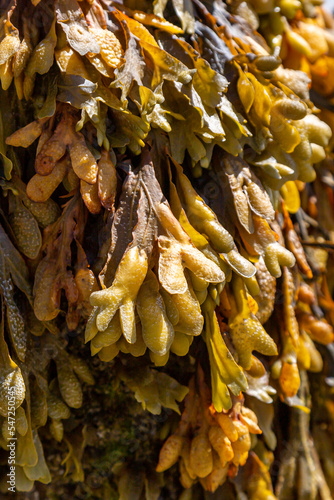 A close up of  seaweed, with a shallow depth of field