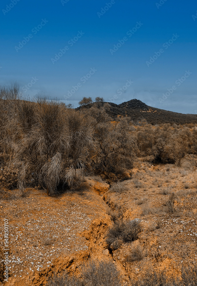 Olive trees in Andalusia