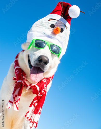 funny christmas dog with sunglasses and christmas hat on isolated background © Natallia Vintsik