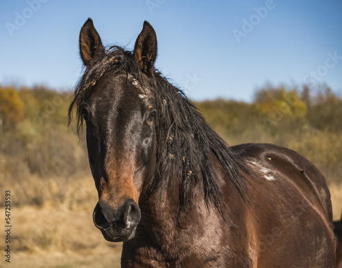 Portrait of a horse in the fields and pastures in warm sunlight, an interested brown horse in autumn in nature