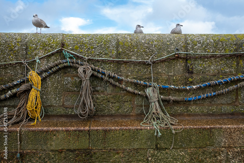 seagulls on the harbour wall at st ives cornwall uk 