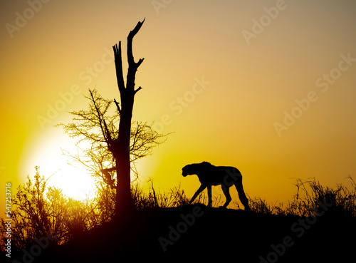 Silhouette of cheetah on a hillside