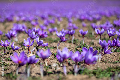 Beautiful fields of violet saffron flowers
