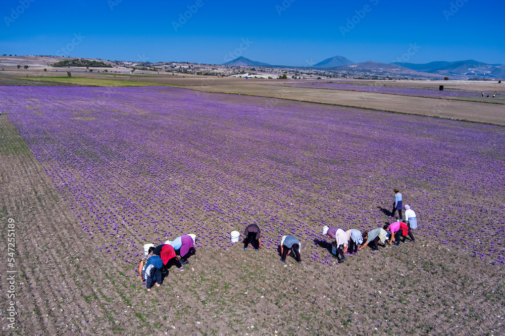 Obraz premium Farmers also harvest crocus in the field