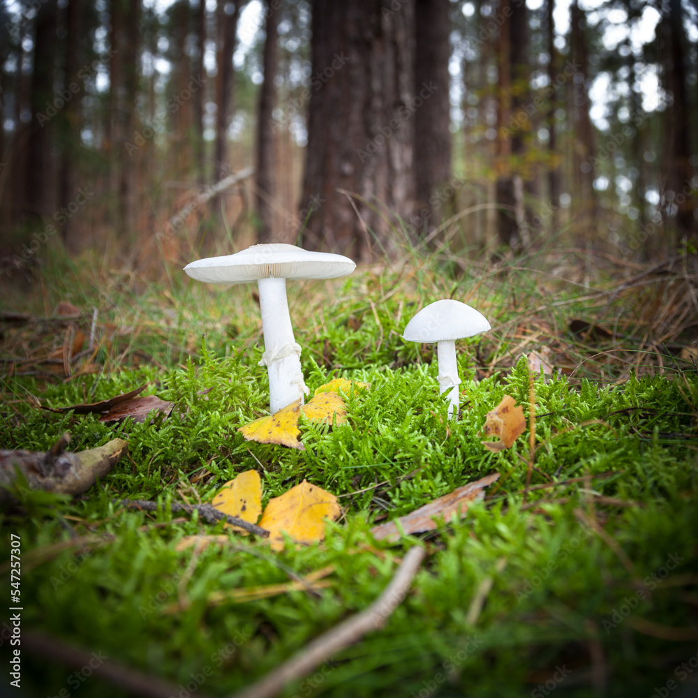 two white mushrooms on forest ground or underleaf in great autumn, green grass, yellow leafs two white mushrooms on forest ground or underleaf in great autumn, green grass, yellow leafs