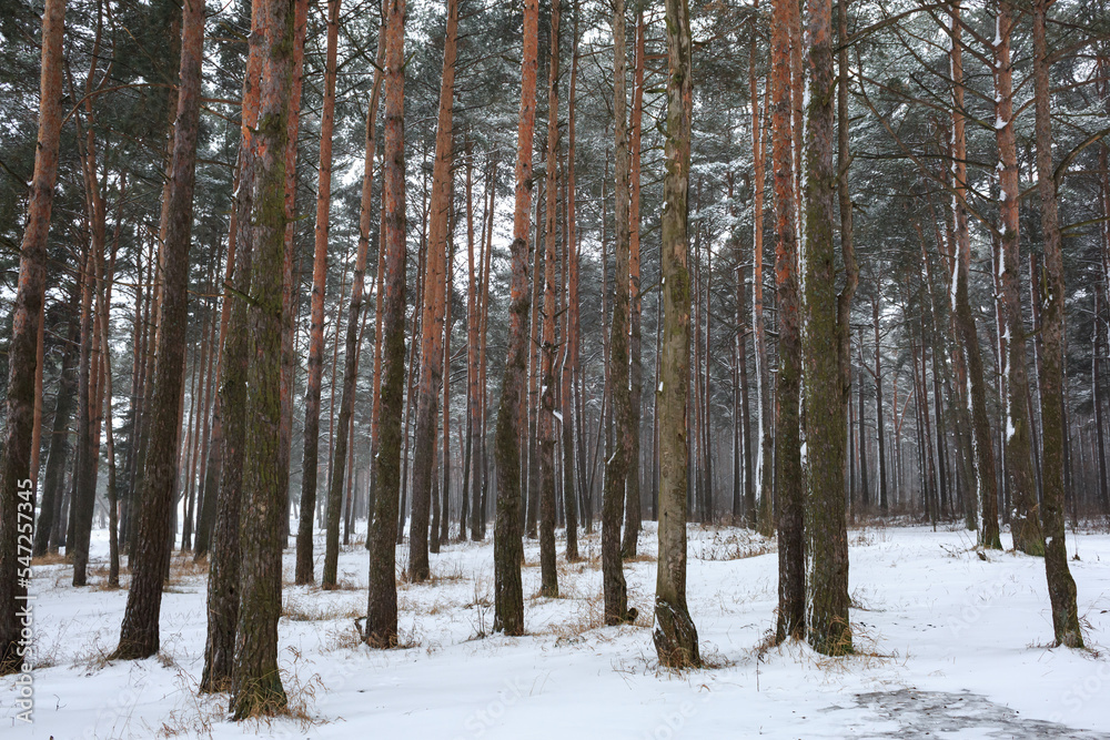 Winter snowy pine forest, snow, frost, winter.