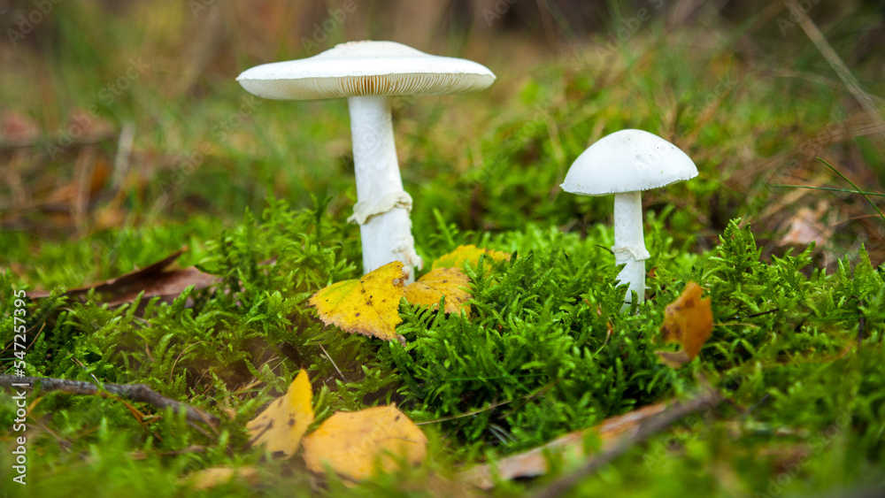 two white mushrooms on forest ground or underleaf in great autumn, green grass, yellow leafs two white mushrooms on forest ground or underleaf in great autumn, green grass, yellow leafs