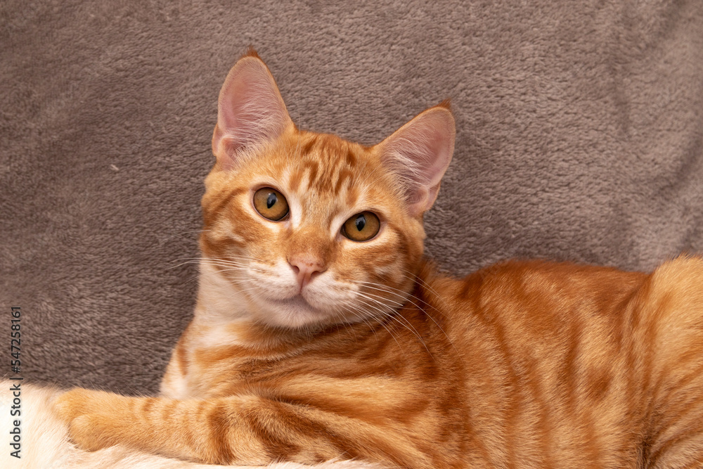 A portrait of an orange kitten with golden eyes. Gray background.