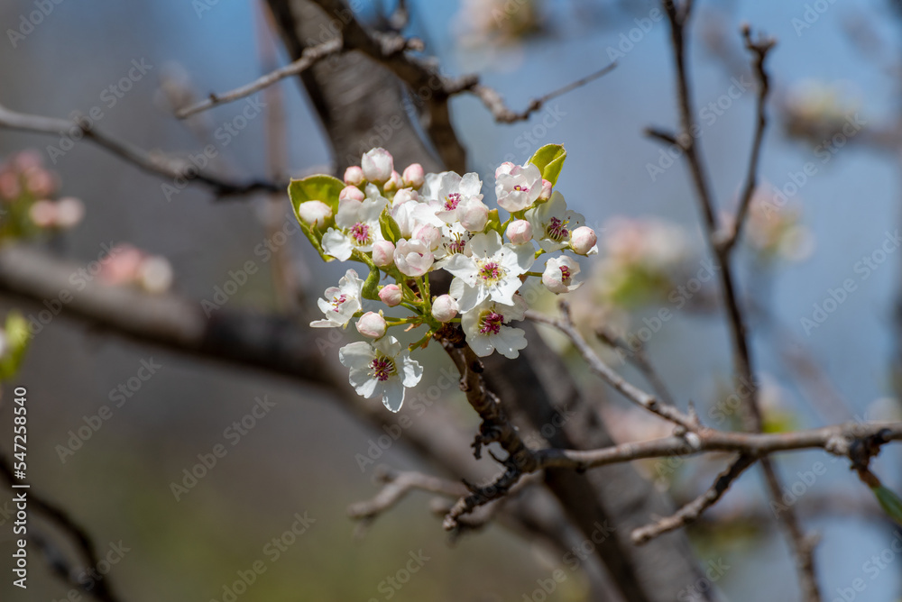 Bradford Pear Tree Blossoms In Spring Bradford Pear Tree Blossoms In Spring
