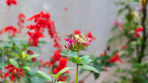 Butterfly pollinating the flower