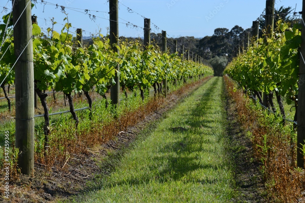 Naklejka premium Rows of chardonnay grapes in vineyard